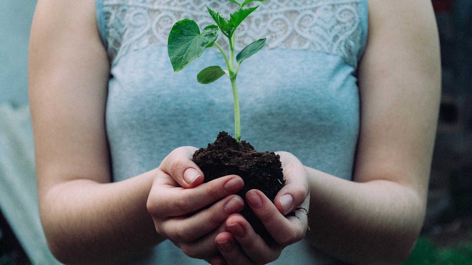 Best Time to Plant Apple Trees in Virginia