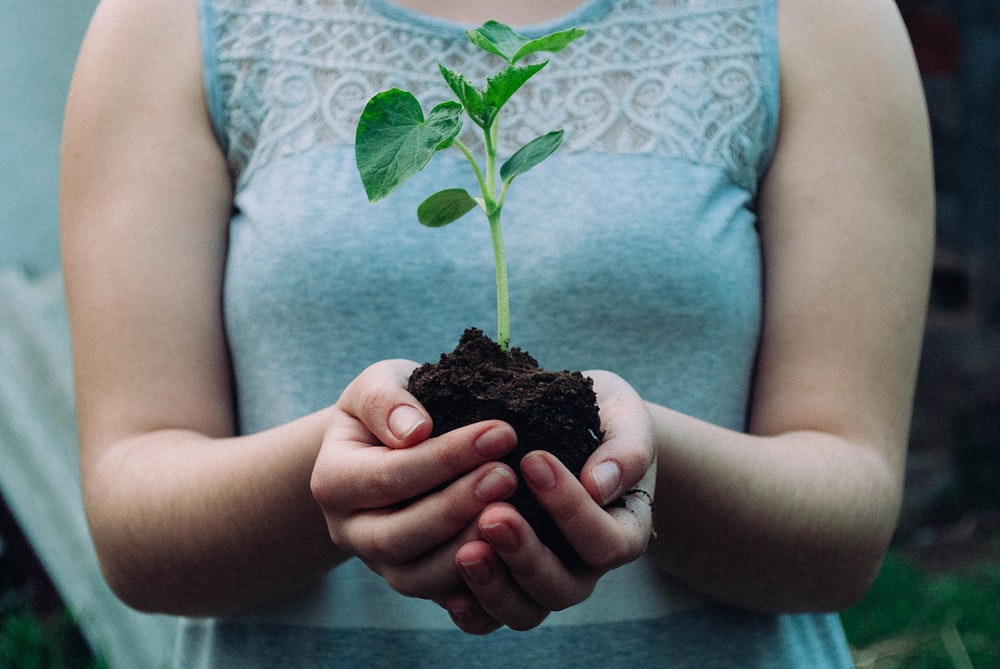 woman holding green leafed seedling