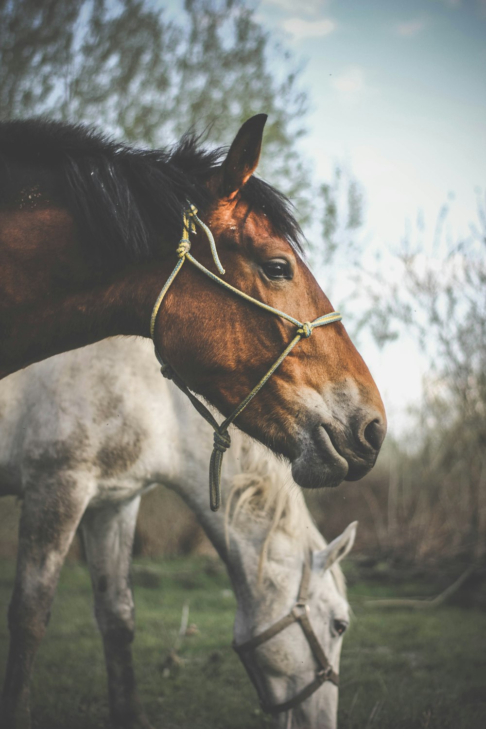 白い馬の近くの茶色の馬の写真