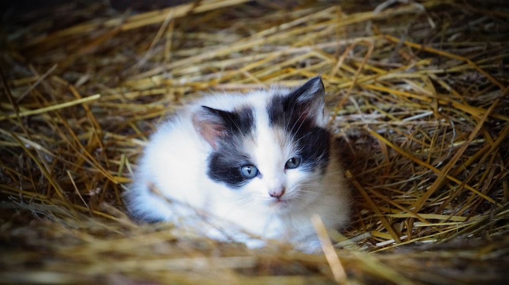 cat lying on hay