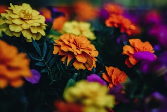 closeup photo of yellow and orange petaled flowers
