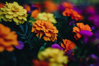 closeup photo of yellow and orange petaled flowers