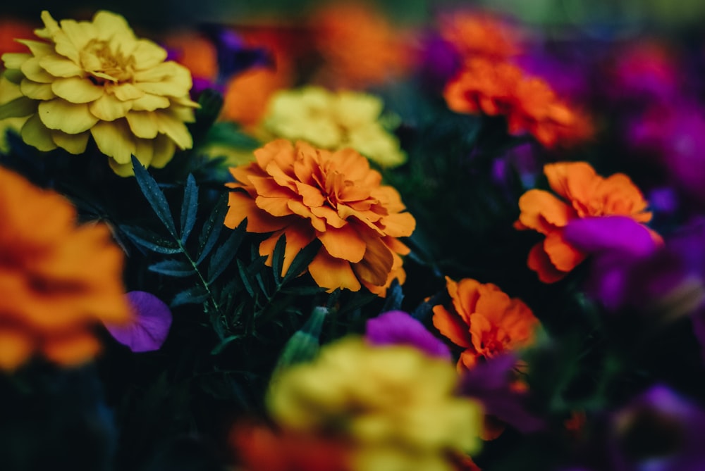 closeup photo of yellow and orange petaled flowers