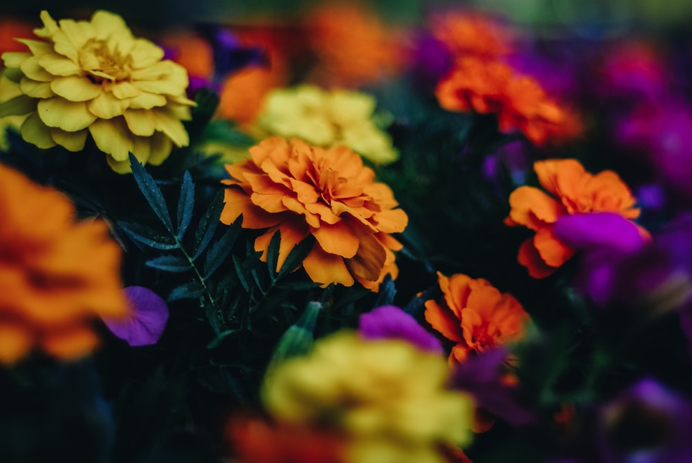 Foto de primer plano de flores de pétalos amarillos y naranjas