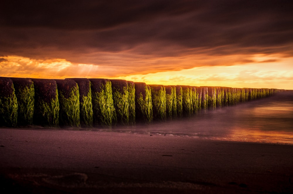 stand of trees scenery