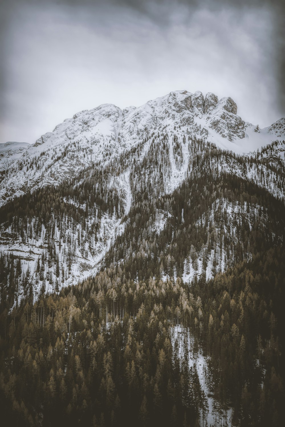 brown forest on snowy mountain