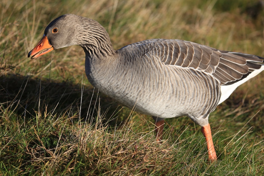photo of pink footed goose