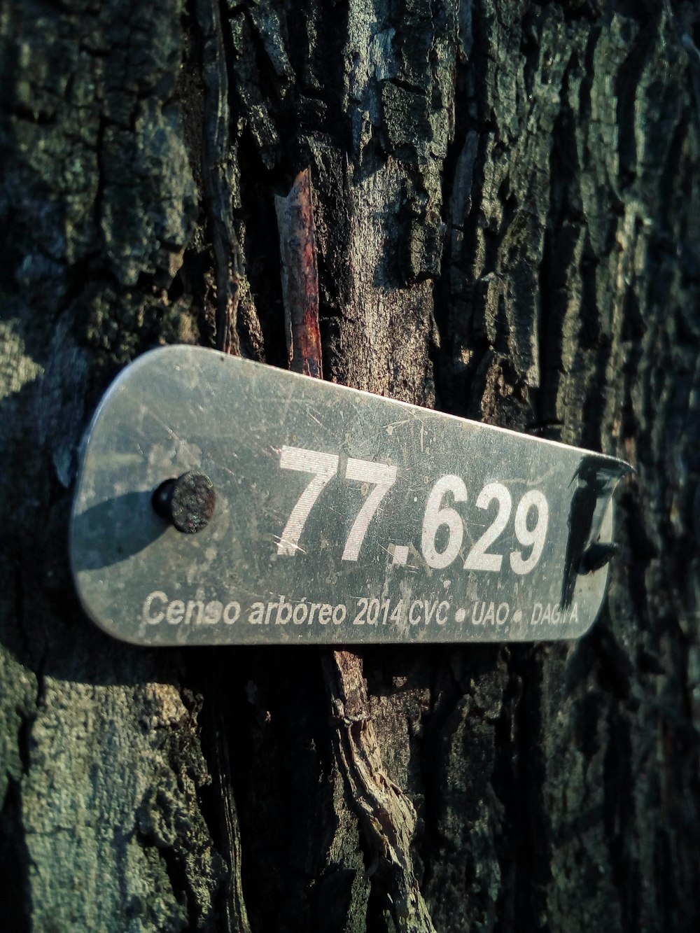 gray metal plate nailed on tree trunk