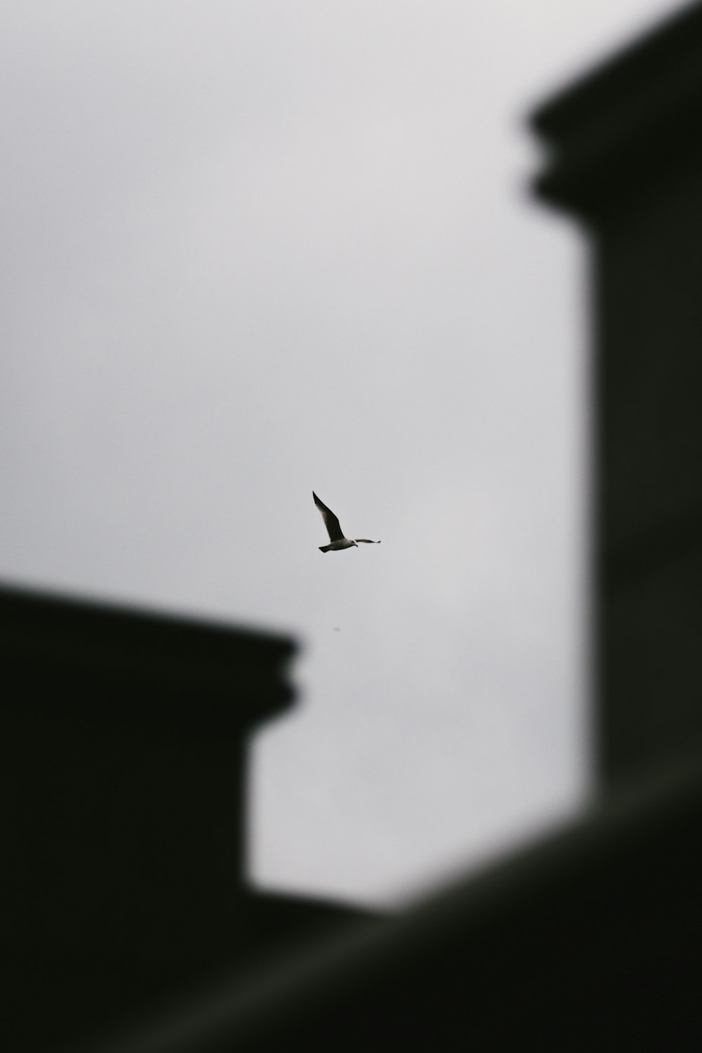 Fliegender Vogel am Himmel