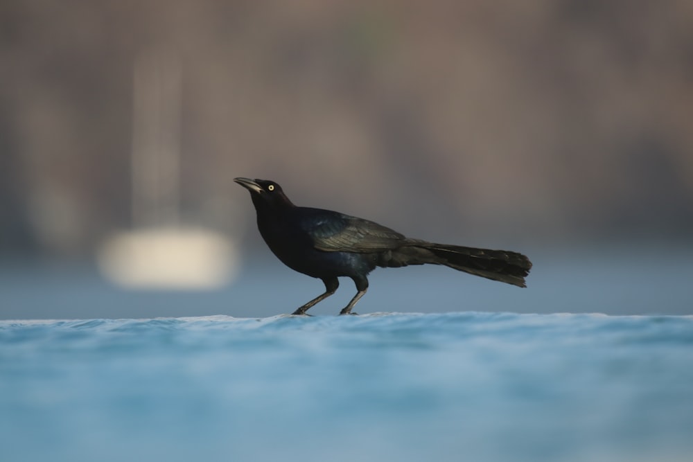 wildlife photography of black bird