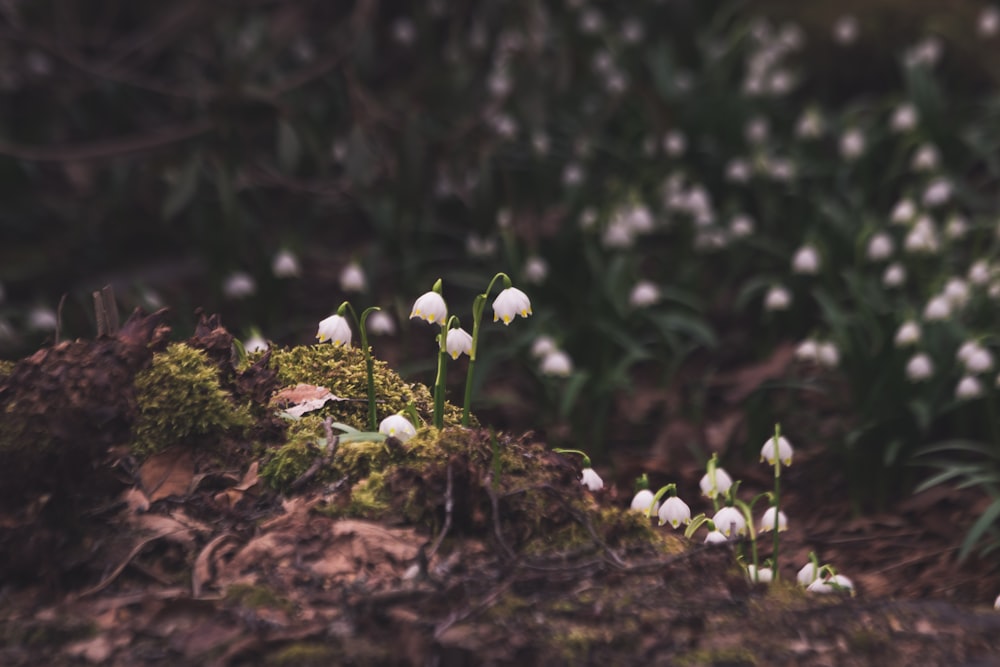 selective focus photography of snowdrop flowers