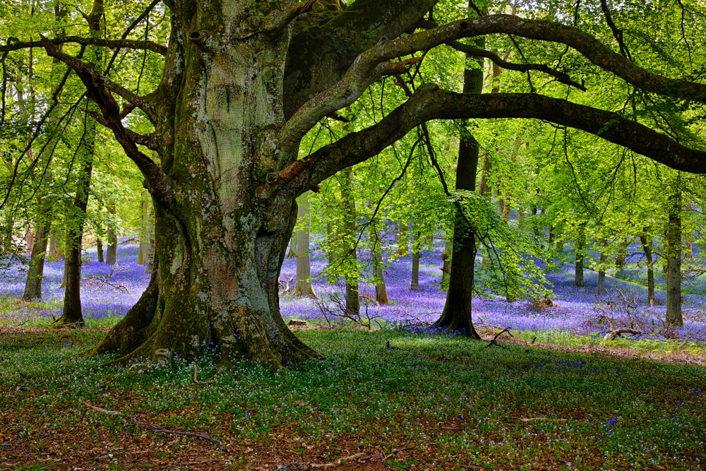 landscape photography of trees