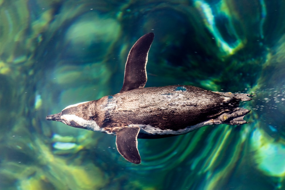 black penguin swimming on water