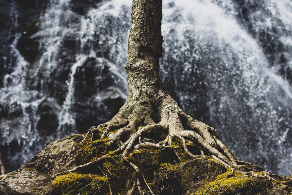 Raízes de árvores na formação rochosa