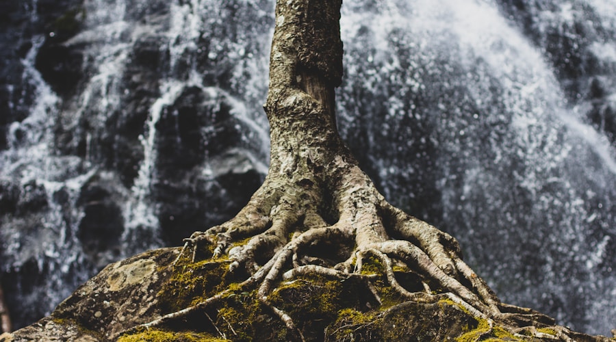 tree roots on rock formation