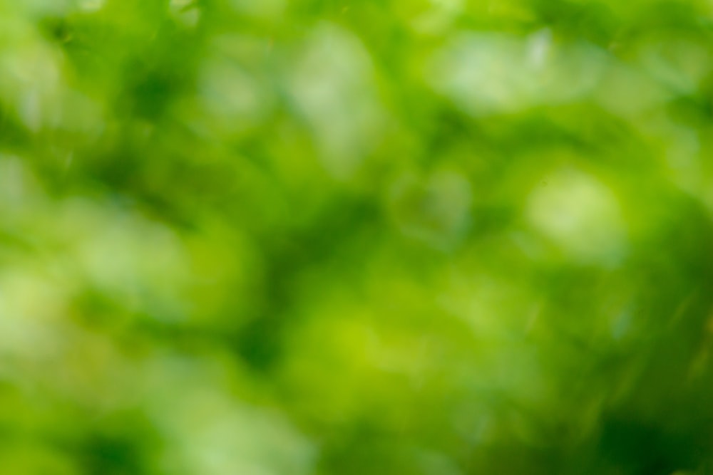 Una foto sfocata di un albero verde frondoso