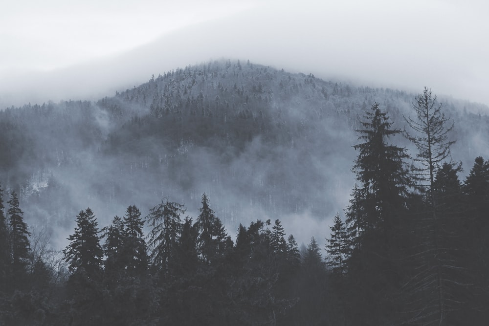 foto de árvores verdes perto da montanha