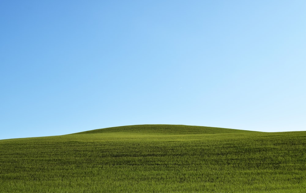 foto di campo di erba verde