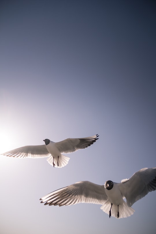white bird flying during daytime in Seurasaari Finland