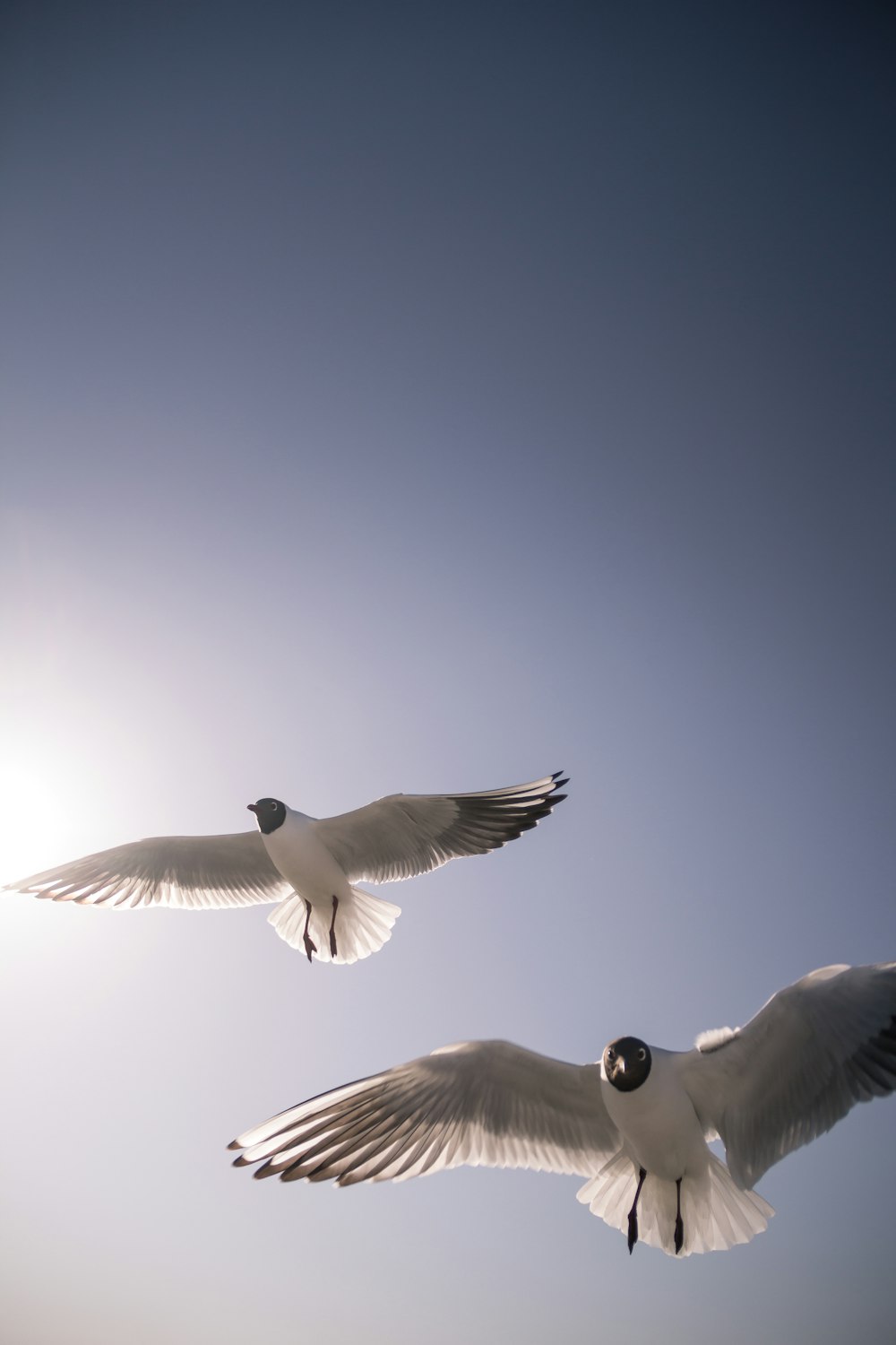 white bird flying during daytime