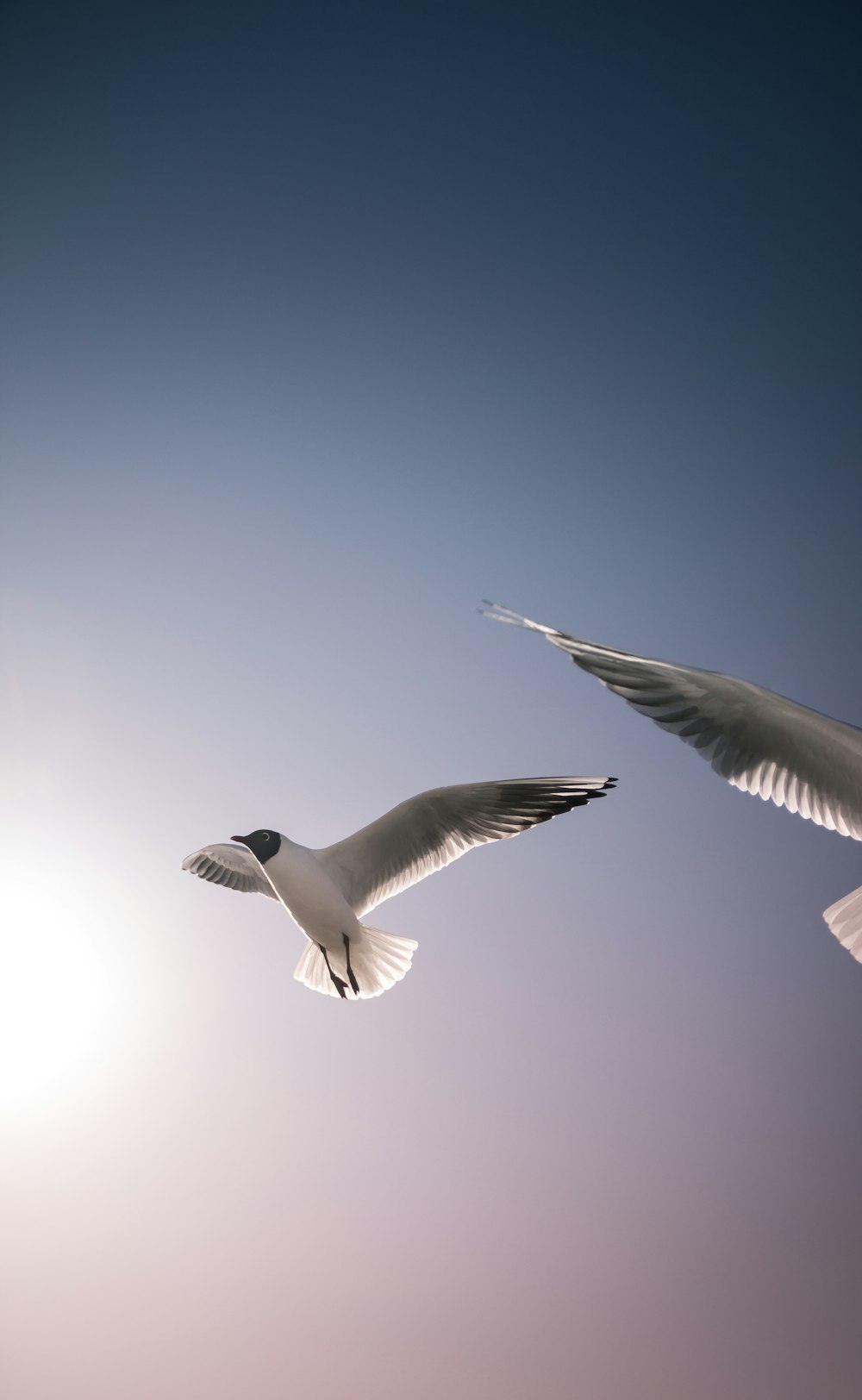 Weißer und schwarzer Vogel fliegt tagsüber