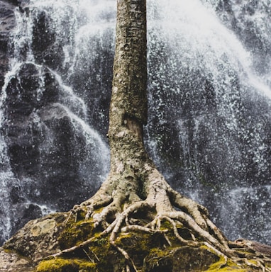 brown tree trunk