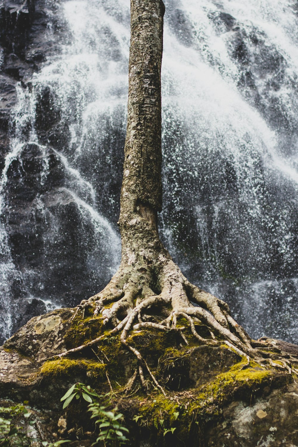 tronc d’arbre brun