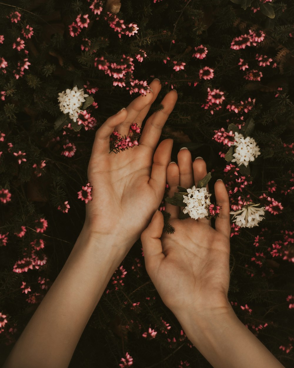person holding white and pink flowers