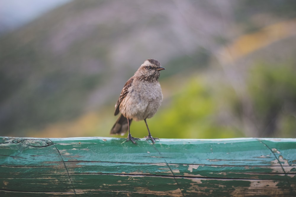 selective focus photography of brown bird