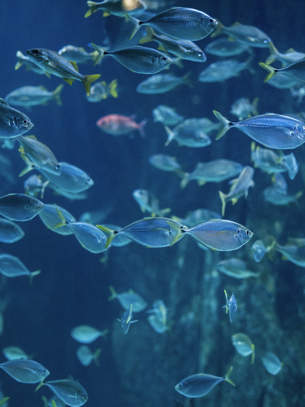 school of gray fish