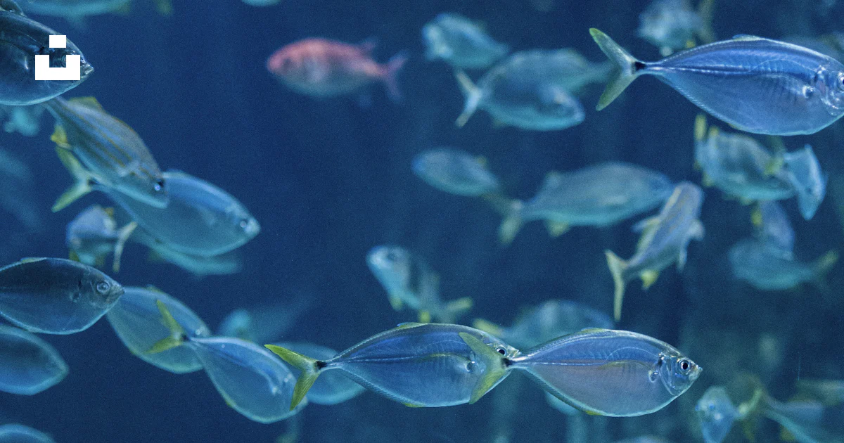 School of gray fish photo – Free Animal Image on Unsplash