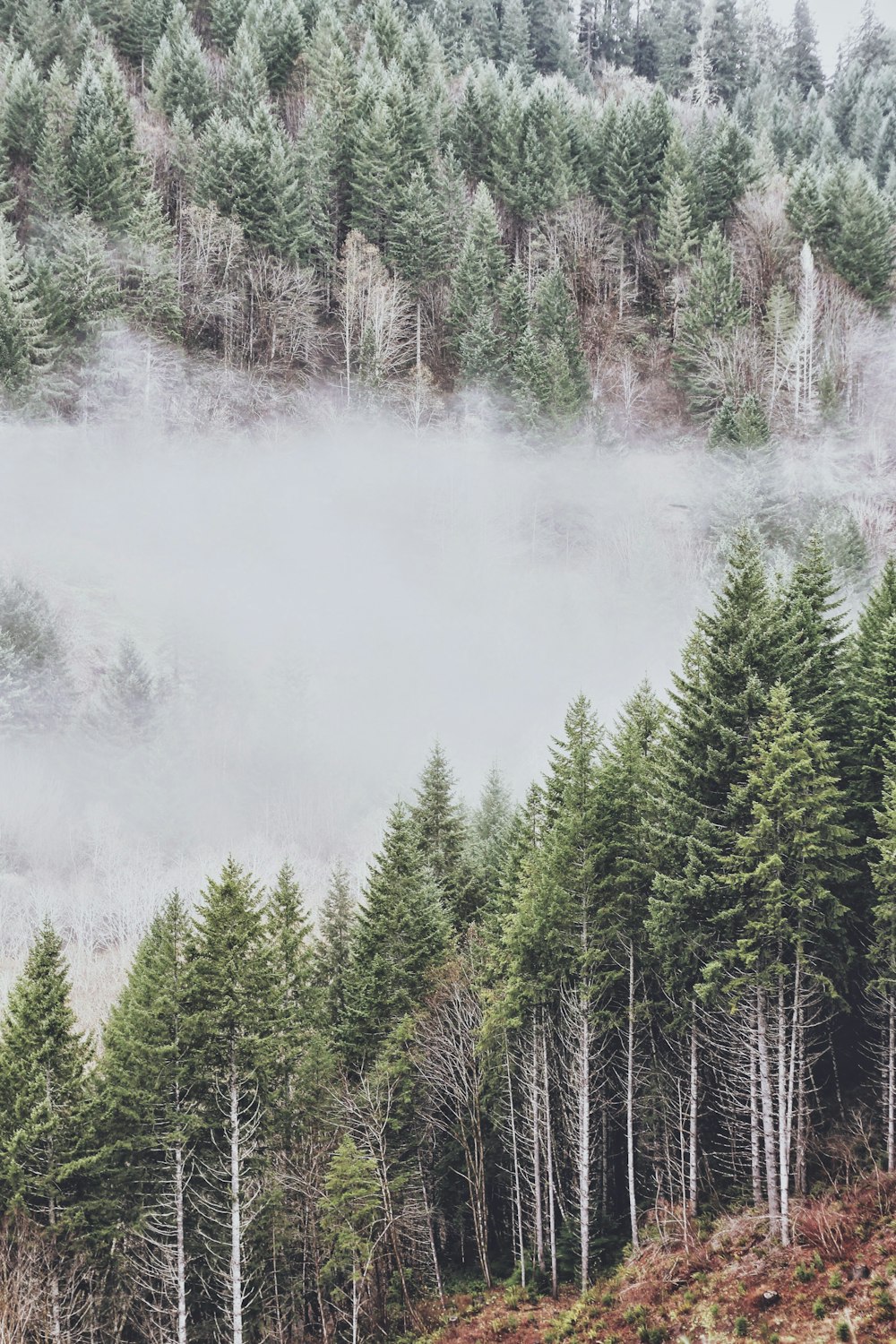 green leafed trees with smoke during day time