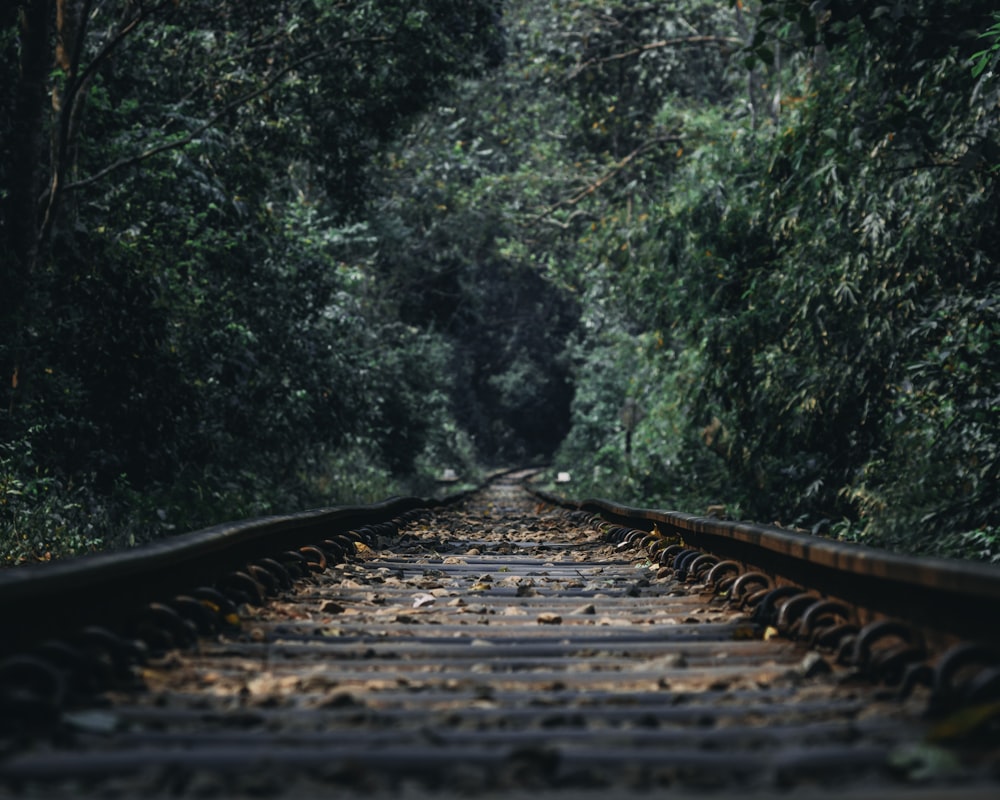 train railway between of trees