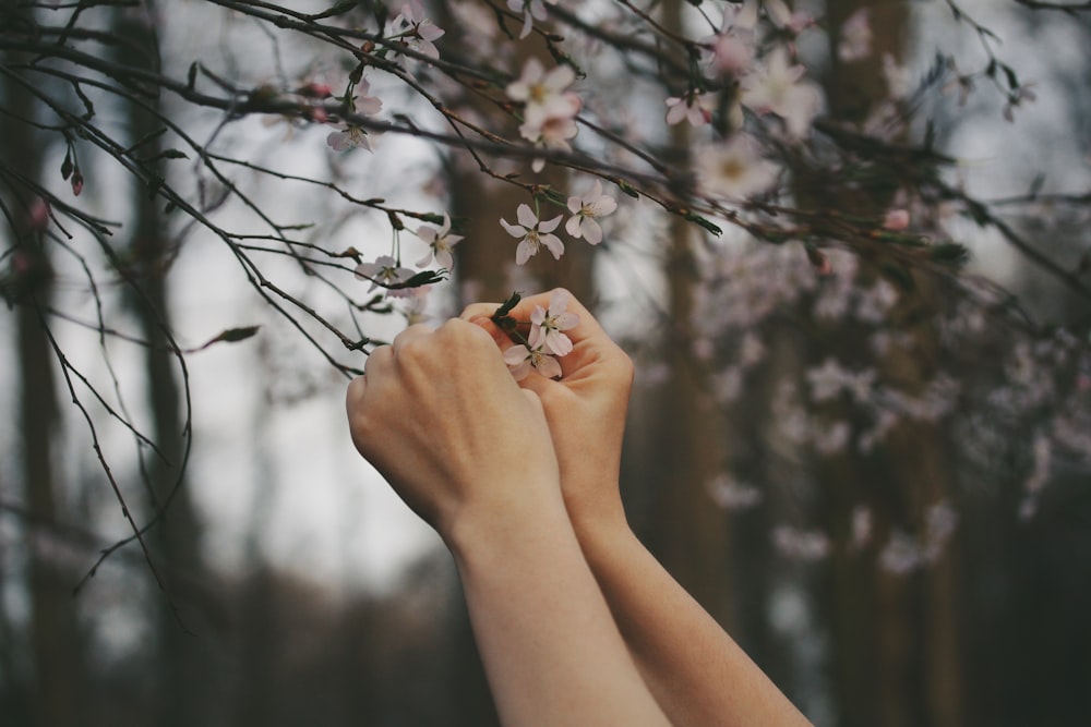 person picking cherry blossom flowers