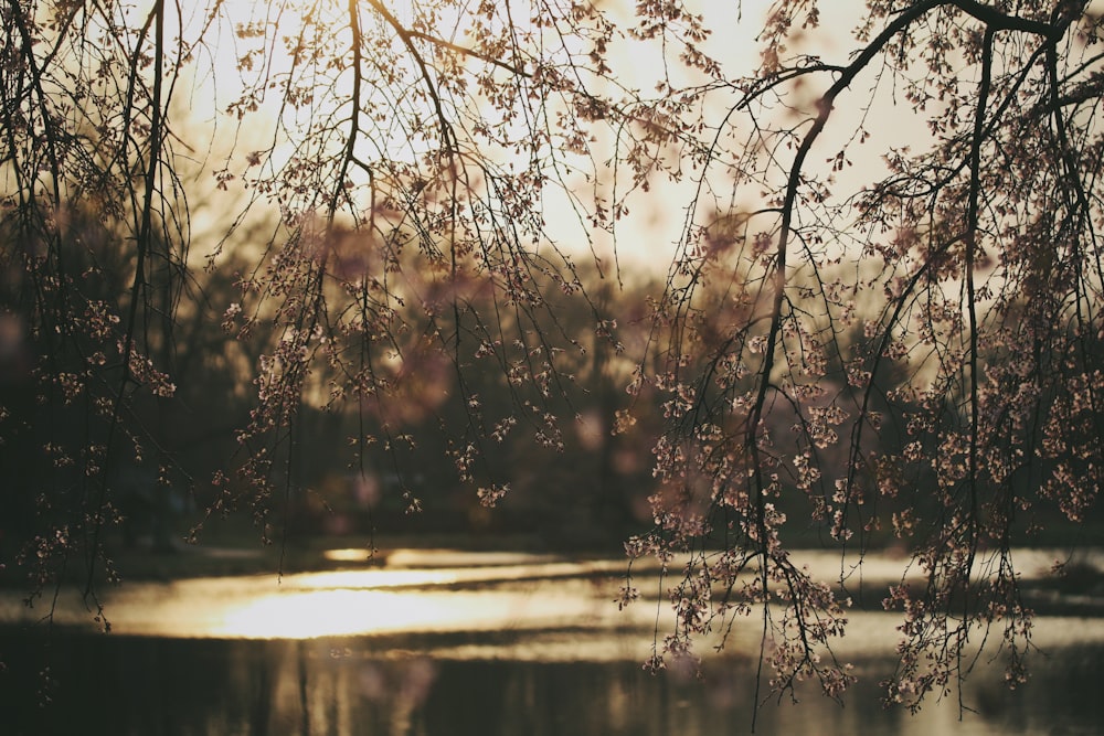 茶色の葉の木のセレクティブフォーカス写真