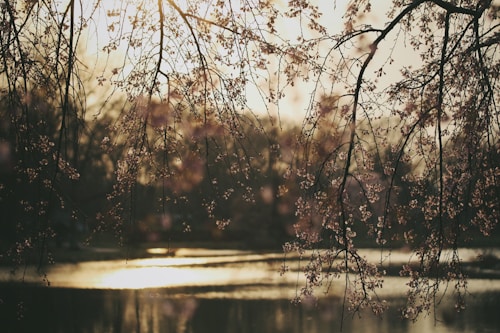 Delicate branches with sparse blossoms hang over a serene body of water. The image captures the soft glow of sunlight filtering through the branches, creating a warm and tranquil atmosphere. The water reflects the light, adding a shimmering effect to the scene.