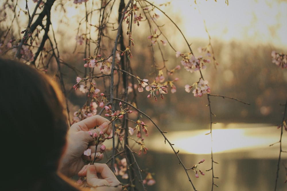 personne tenant sur une branche de fleur de cerisier