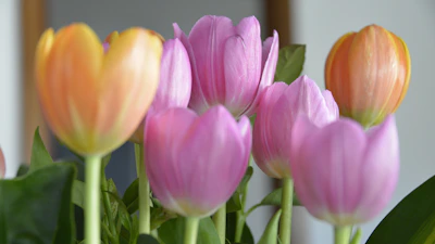 A vibrant close-up of blooming tulips in the Kupiškis Blooms garden under soft morning light.