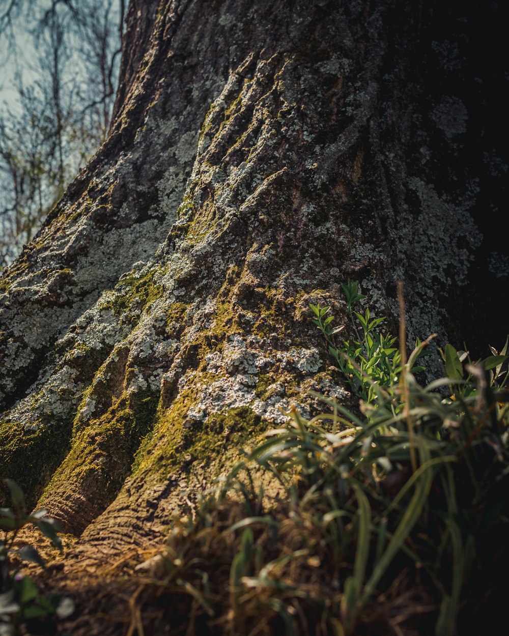 a large tree with moss growing on it's trunk