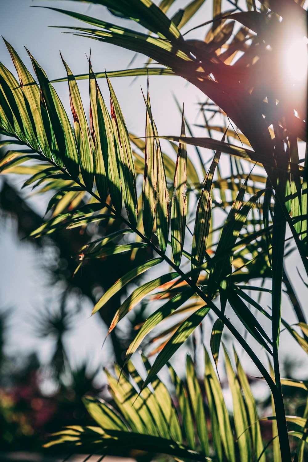 green leafed plant during daytime