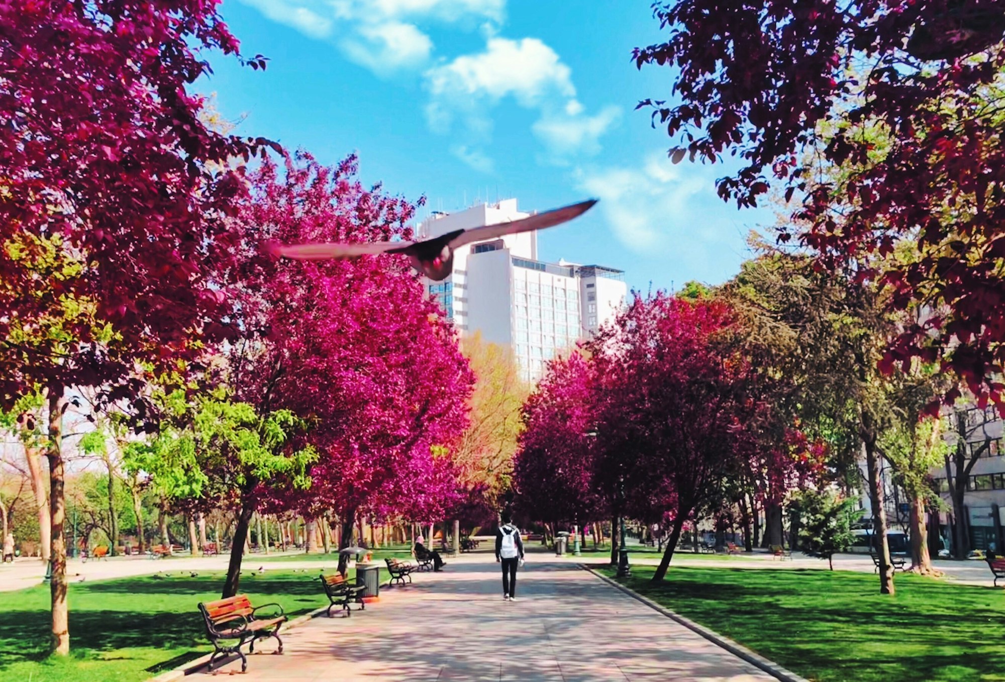 A man walking in a park with colorful trees.