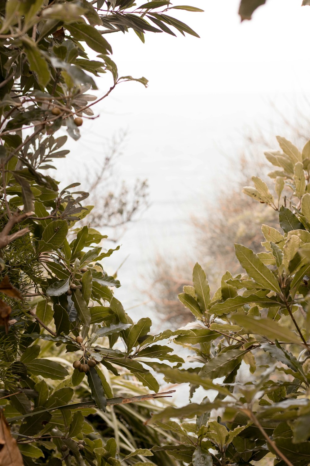 green leafed plants