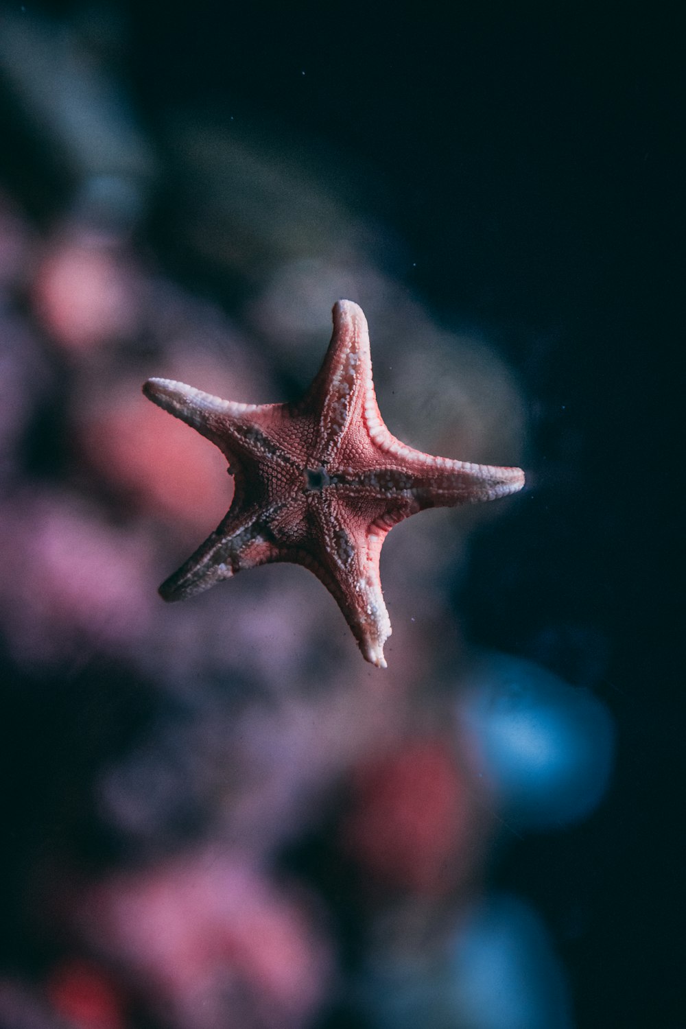 foto de foco raso de estrela do mar rosa