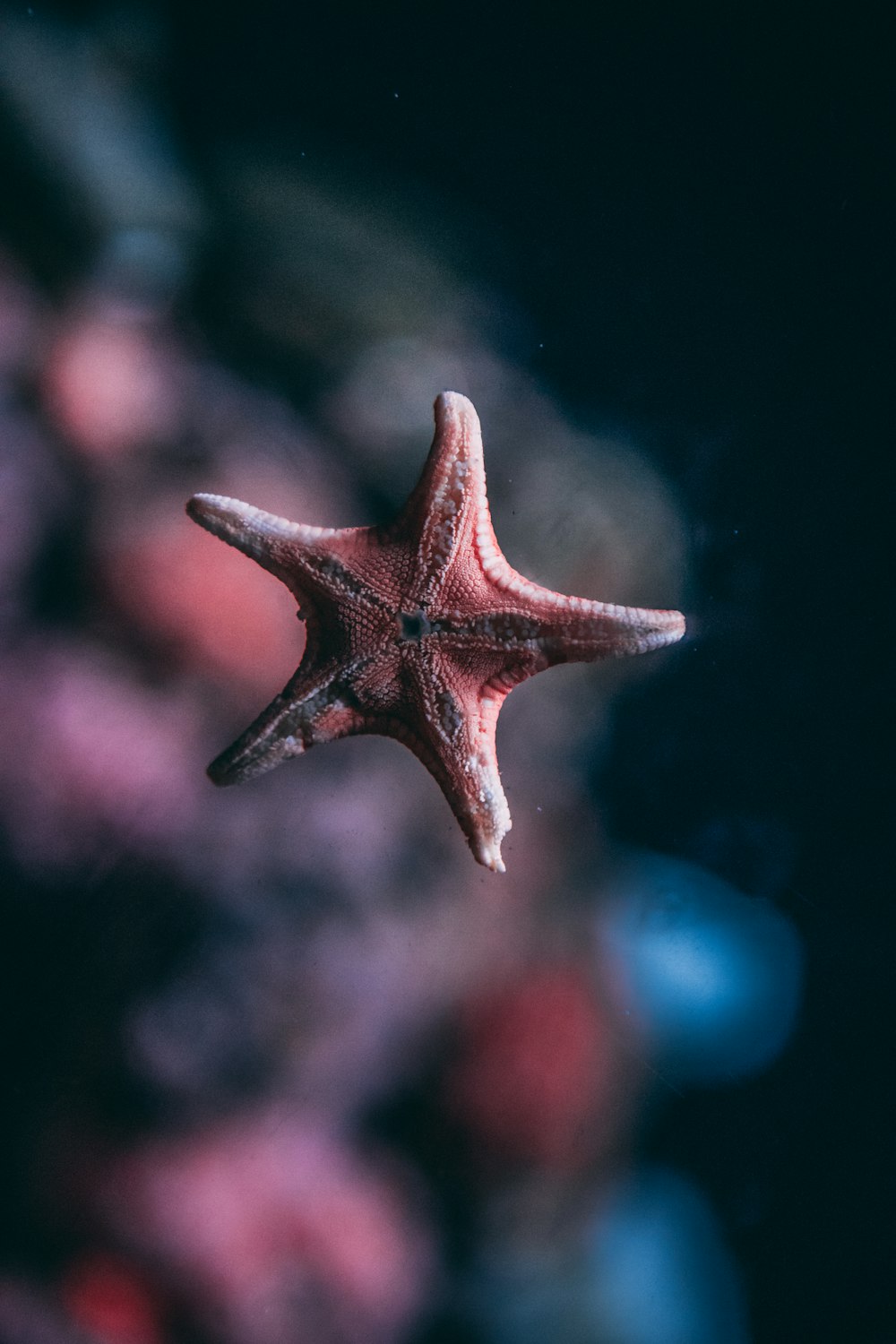 foto a fuoco superficiale di stella marina rosa