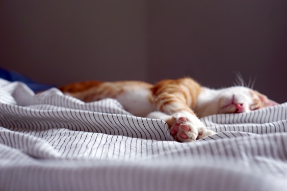 orange tabby kitten sleeping on black and white striped textile