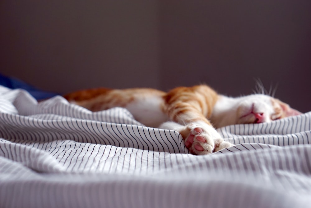 orange tabby kitten sleeping on black and white striped textile