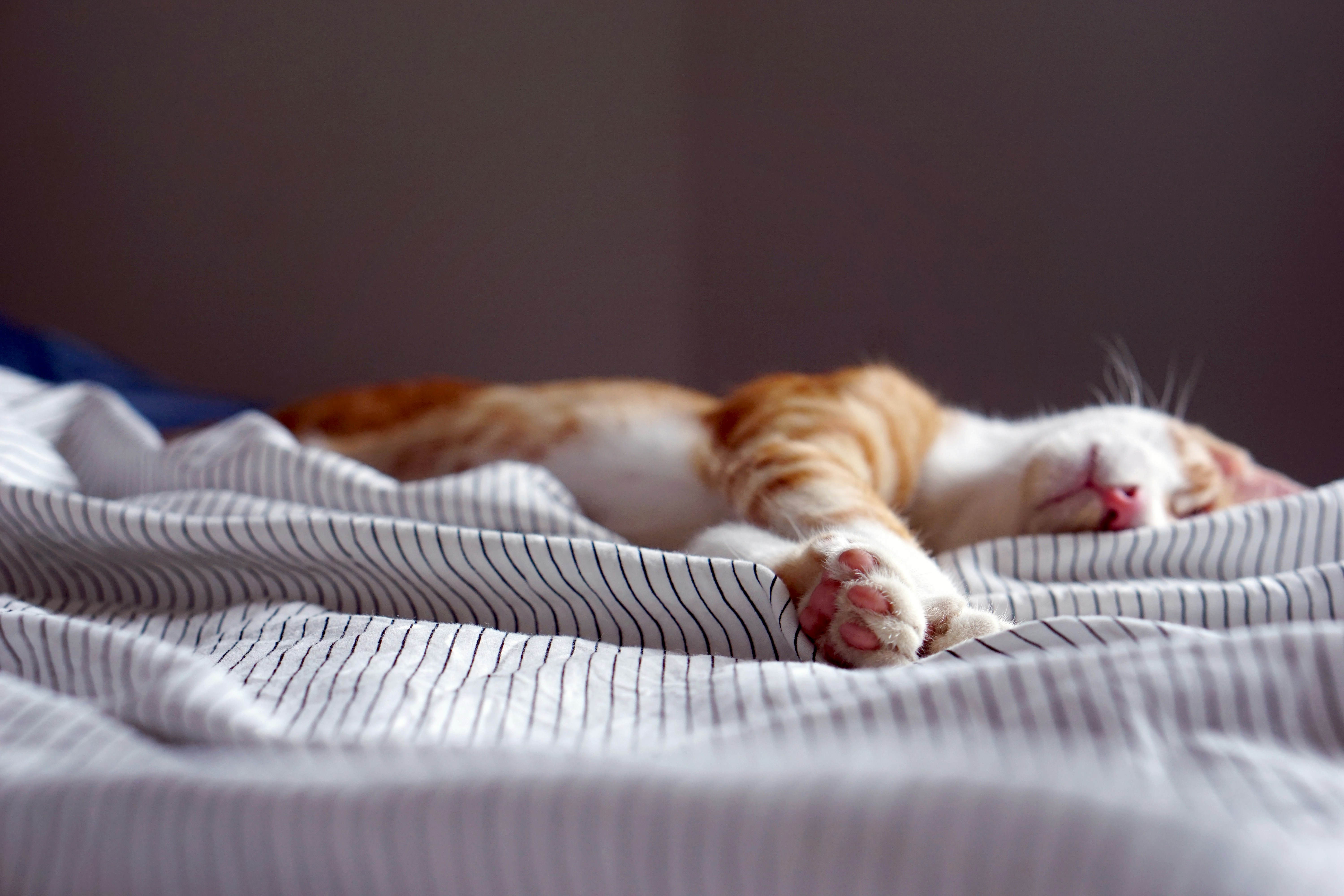 a lovely cat is sleeping