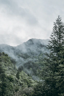 Misty morning view of Dalhousie hills blanketed in soft green with scattered pine trees.