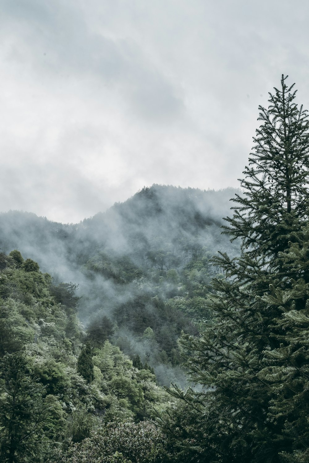 pine trees on forest with smoke at daytime