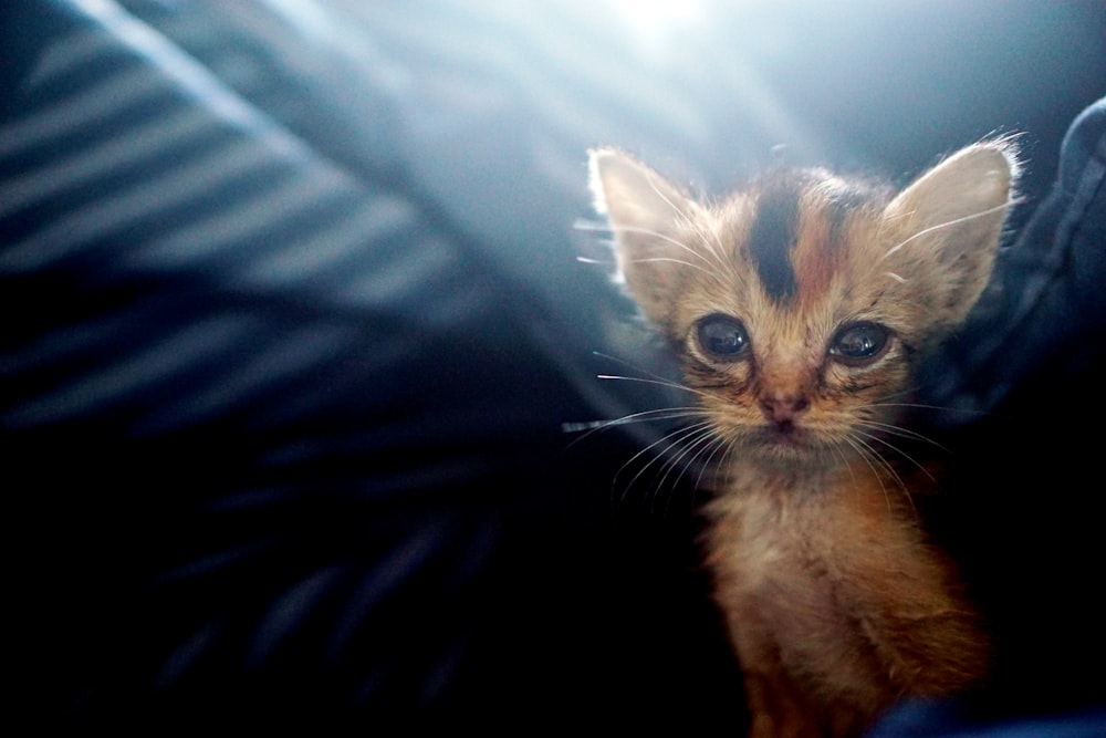 selective focus photography of calico kitten